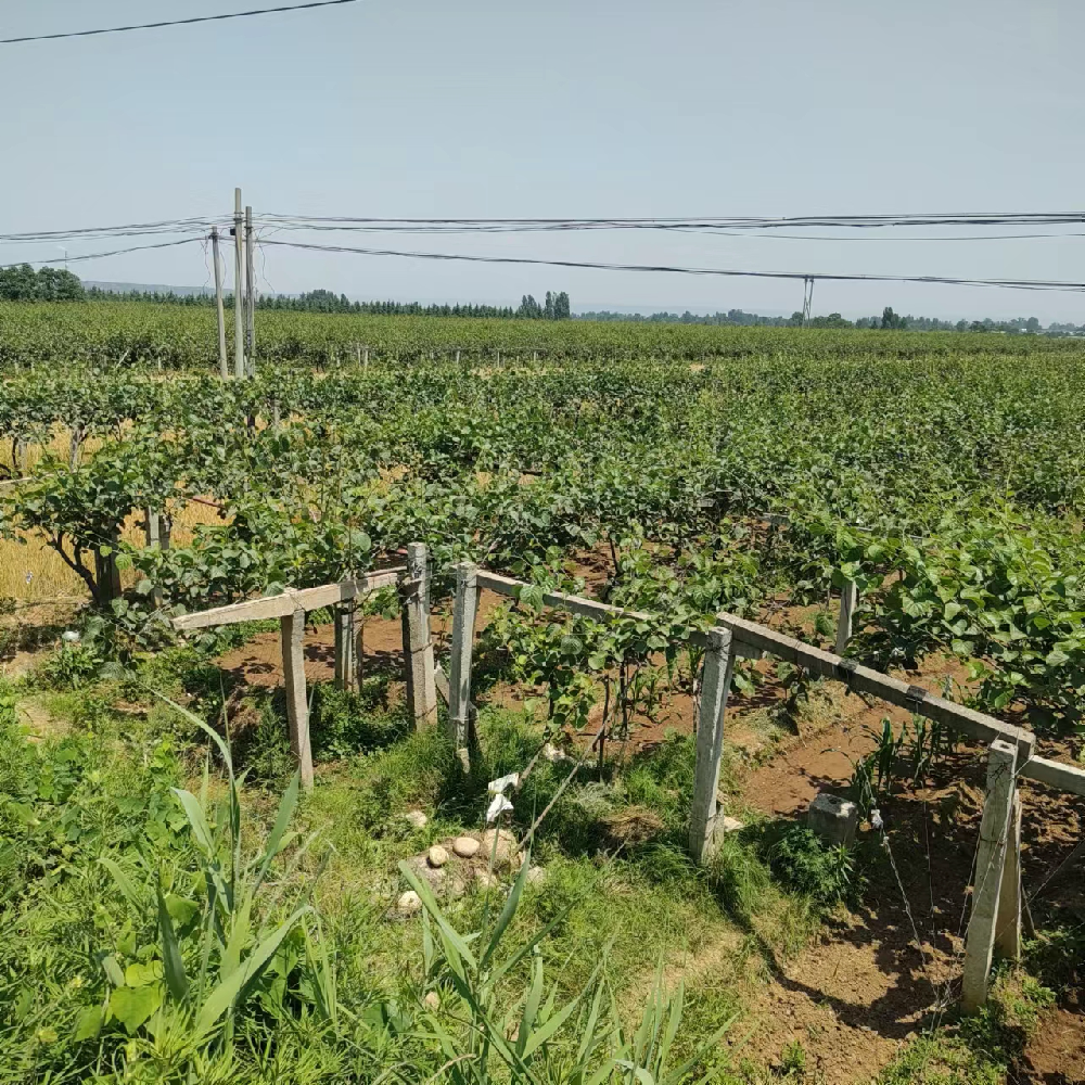 猕猴桃基地展示